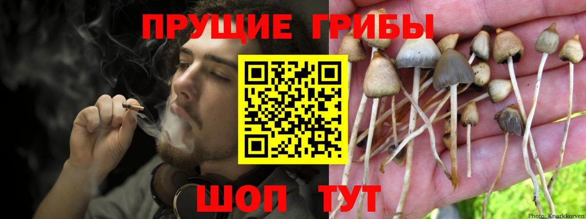Псилоцибиновые грибы Psilocybe Зеленокумск